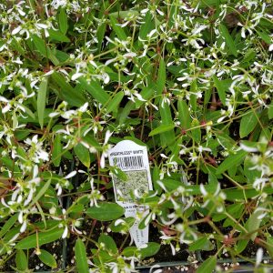 EUPHORBIA DIAMOND FROST WHITE