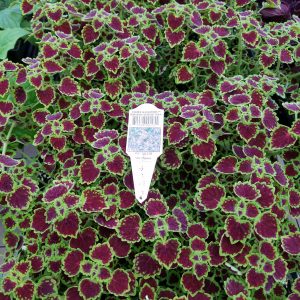 COLEUS TRAILING WEDDING TRAIN