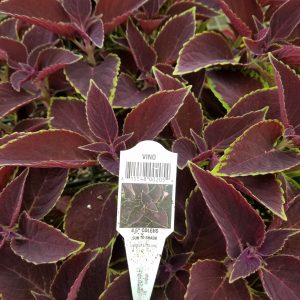 COLEUS VINO