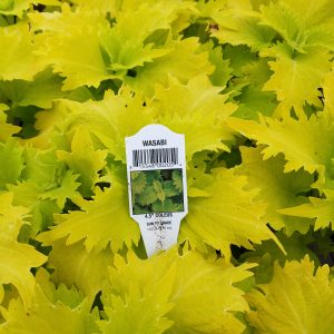 COLEUS AST (this one is WASABI)