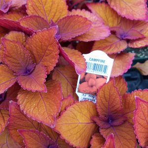 COLEUS CAMPFIRE