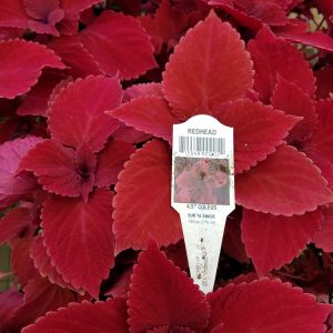 COLEUS RED HEAD