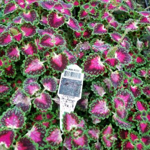 COLEUS TRAILING LAVA ROSE