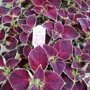 COLEUS DIPT IN WINE