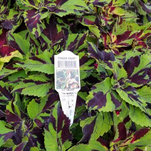 COLEUS FINGER PAINT