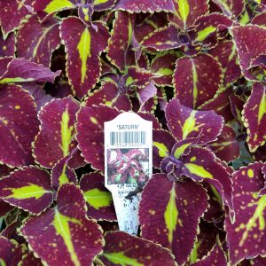 COLEUS SATURN