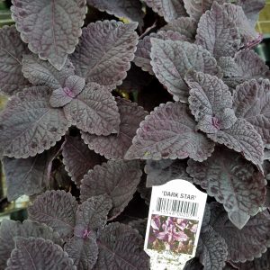 COLEUS DARK STAR