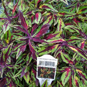 COLEUS FLAMETHROWER CHILI PEPPER