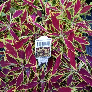COLEUS FLAMETHROWER SPICED CURRY