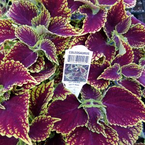 COLEUS COLEOSAURUS