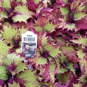 COLEUS HENNA