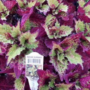 COLEUS INDIAN SUMMER