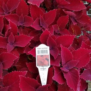 COLEUS RUBY SLIPPER