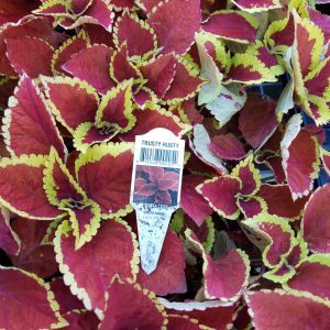 COLEUS TRUSTY RUSTY