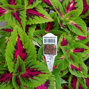 COLEUS FRENCH QUARTER