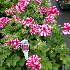 IVY GERANIUM AST