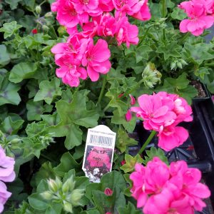 IVY GERANIUM PINK FLAMINGO
