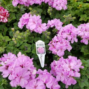 IVY GERANIUM LAVENDER BLUE
