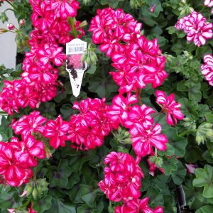 IVY GERANIUM FOCUS RED ICE