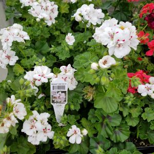 IVY GERANIUM WHITE RED EYE