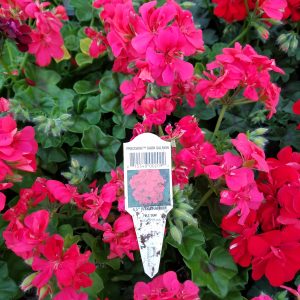 IVY GERANIUM DARK SALMON