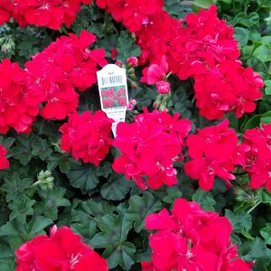 IVY GERANIUM RED