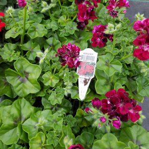 IVY GERANIUM BURGUNDY