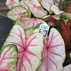CALADIUM SUMMER BREEZE (WHITE W/ PINK VEIN)