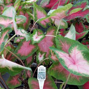 CALADIUM KATHLEEN (PINK W/ GREEN EDGE)