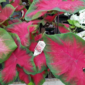 CALADIUM FREIDA HEMPLE (RED W/ GREEN EDGE)