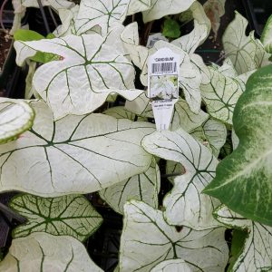 CALADIUM CANDIDUM (WHITE W/ GREEN VEINS)
