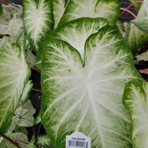 CALADIUM WHITE GREEN EDGE