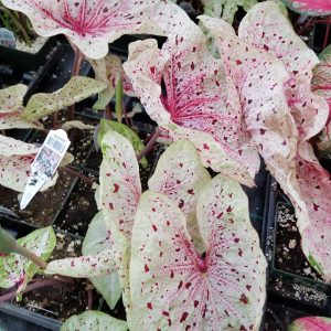CALADIUM MISS KIM (PINK SPOTS)