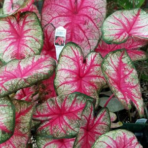 CALADIUM PARTY PUNCH