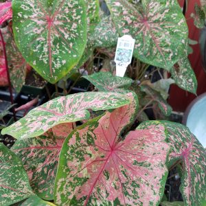CALADIUM PINK BEAUTY