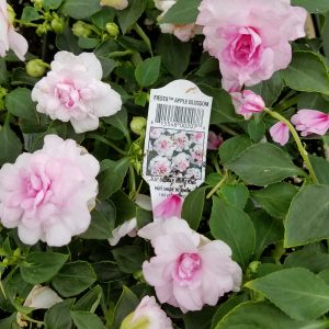 IMPATIENS DOUBLE LT PINK APPLEBLOSSOM