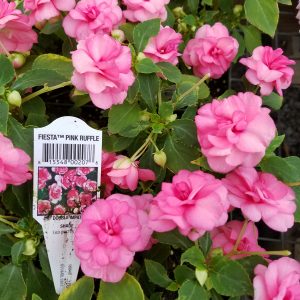 IMPATIENS DOUBLE PINK RUFFLE