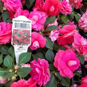 IMPATIENS DOUBLE SALMON