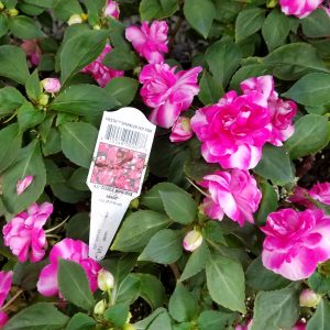IMPATIENS DOUBLE SPARKLER HOT PINK