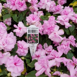 IMPATIENS DOUBLE LAVENDER ORCHID