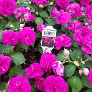 IMPATIENS DOUBLE PURPLE FIESTA