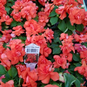 IMPATIENS DOUBLE CORAL ORANGE