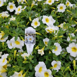 MILLION BELLS WHITE YELLOW EYE
