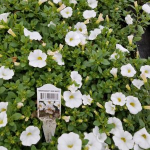MILLION BELLS WHITE