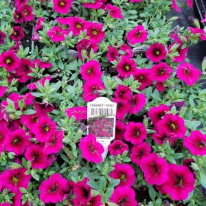 MILLION BELLS ROSE (MAGENTA)