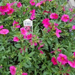 MILLION BELLS HOT PINK