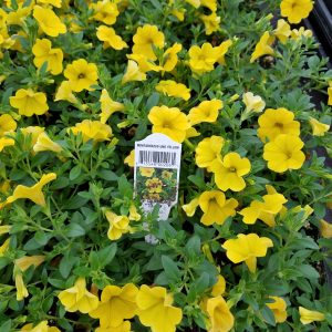 MILLION BELLS YELLOW