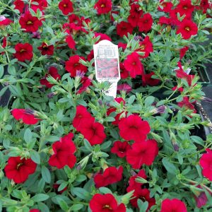 MILLION BELLS DARK RED