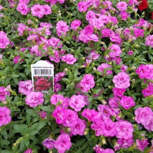 MILLION BELLS DOUBLE PINK