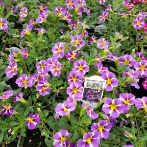 MILLION BELLS STARSHINE VIOLET